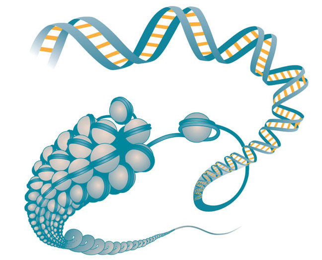 chromatin